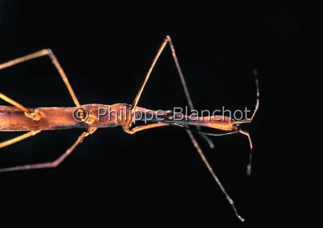 Hydrometra stagnorum.JPG - in "Portraits d'insectes" ed. SeuilHydrometra stagnorumHydrometreWater measurerHemipteraHydrometridaeFrance